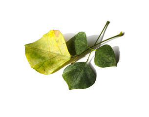 Fungal leaf disease of Indian coral tree, leaves turn yellow with blemish leaves.