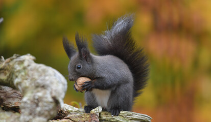 Eichhörnchen mit Nuss