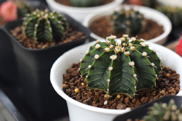 Soft focus Group of​ cactus​ in​ the​ pot.​ Succulents. Potted small house plants, home interior.