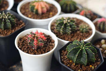 Soft focus Group of​ cactus​ in​ the​ pot.​ Succulents. Potted small house plants, home interior.