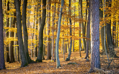  Warm autumn landscape - beautiful forest with the sun rays and golden trees