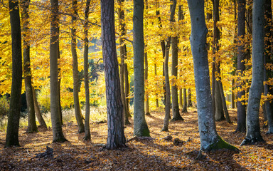 Fototapeta premium Warm autumn landscape - beautiful forest with the sun rays and golden trees