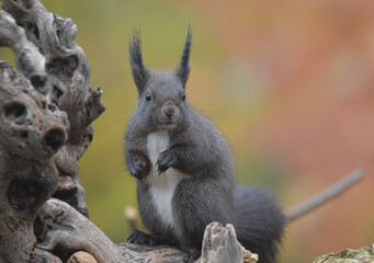 Eichhörnchen auf Wurzel