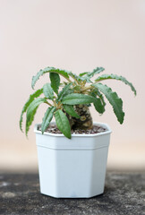 Dorstenia is planted in a white pot. Placed on the table