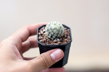 Man's hand holding cactus flower in a black pot.