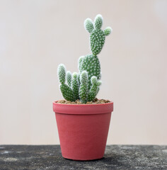 Cactus with rabbit ears in a red plastic pot.