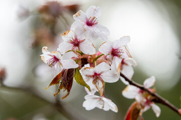 Japanese alpine cherry 