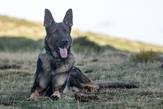 German Shepherd sitting on grassy ground in countryside