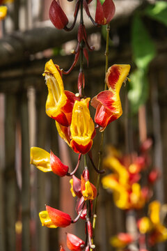 Mysore trumpetvine (Thunbergia mysorensis), Lake Atitlan, Guatemala