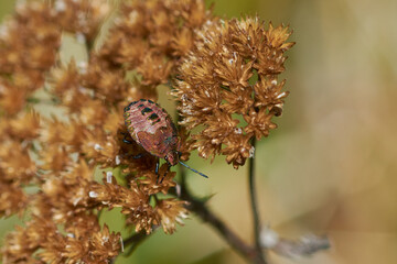 Reife Nymphe der Beerenwanze (Dolycoris baccarum)