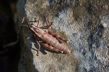 Gewöhnliche Gebirgsschrecke (Podisma pedestris)