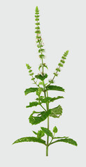 Marokkanische Minze (Mentha spicata var. crispa, Marokko’), Blüte, Blatt, Nordafrika,,...
