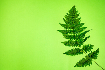 Leaf of a fern on a green background.copy space