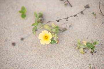 Beach flowers