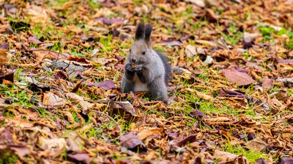 エゾリス　食餌
