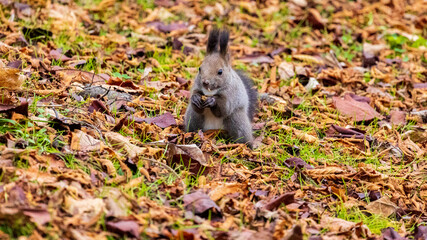 木の実を食べるエゾリス