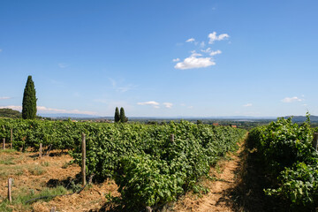 Fototapeta na wymiar Vineyards on the hills of the Rhone. Provence, France. Summer sunny day.