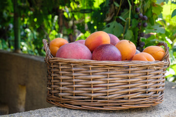 Wicker basket with fruit in the home garden. Peaches, apricots, nectarines. Rural still life.