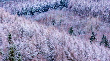 美瑛　北海道　雪の降った森