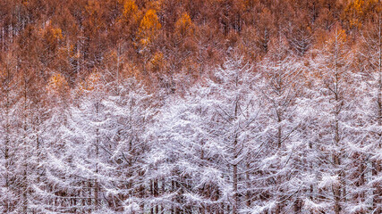 北海道　美瑛　黄葉と雪