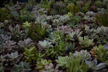 Obraz premium Plantas de huerta