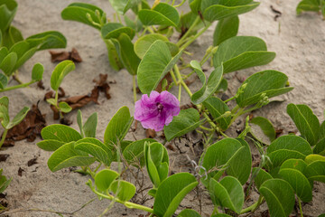 flower of the sea