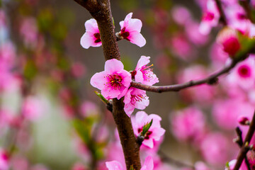 pink flowers