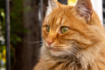 Close up portrait of a stray cat, homeless orange cat