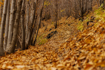 View beneth a forest losing yourself in these fall characteristc and amazing colors.