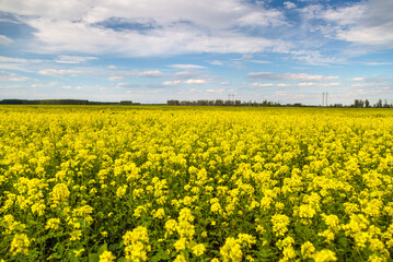 Agricultural field and mustard flowers
