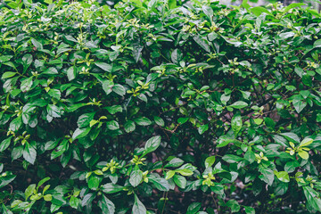 Neatly manicured green leaf fence