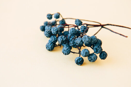 Blue dried sloe berries on branches on a yellow background with copy space. Autumn still life