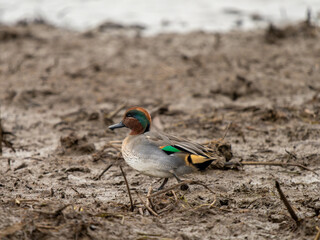 Eurasian Teal Duck 