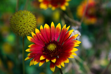 Gaillardia (common name blanket flower), genus of flowering plants in the sunflower family, Asteraceae, native to North and South America.