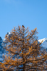 lonely bird on top of a tree
