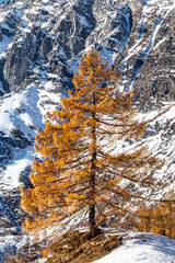 larch with mountain background in winter