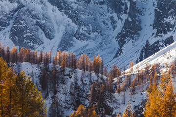 brown larch and snowy mountain
