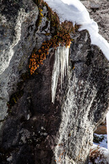 ice stalactites and winter plants