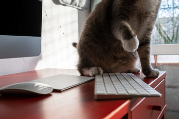Mischievous cat raised its paw and is about to shrug off the keyboard from the desktop, which was...