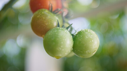 Wet green red tomato hanging stem bush closeup. Macro appetite meal concept.