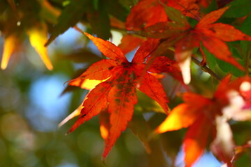 秋の紅葉