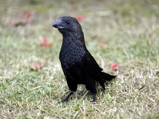 The smooth-billed ani (Crotophaga ani) is a large near passerine bird in the cuckoo family. Amazon rainforest, Brazil.