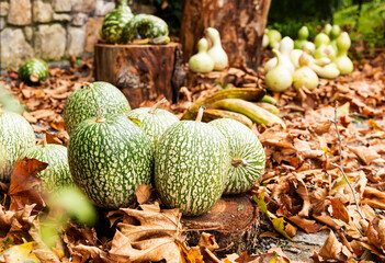 Harvest of siam pumpkins, bottle gourd and spekled swan in the forest. 
Autumn vegetables food thanksgiving
