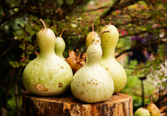 Harvest of siam pumpkins, bottle gourd and spekled swan in the forest. 
Autumn vegetables food thanksgiving