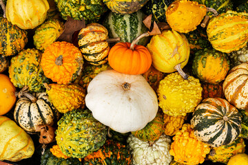 Thanksgiving pumpkins. A variety of decorative pumpkins or gourds for autumn and Thanksgiving