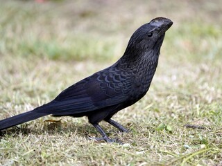 The smooth-billed ani (Crotophaga ani) is a large near passerine bird in the cuckoo family. Amazonas rainforest, Brazil.