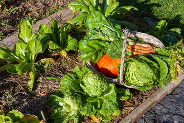 Au potager - Panier de récolte de légumes d'automne fraichement récoltés : choux chinois, citrouille, poirée