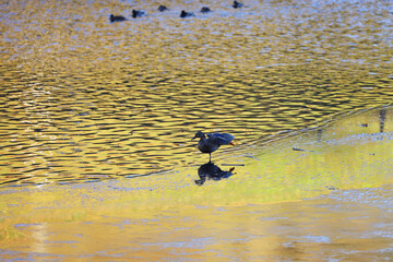 Mallard duck standing on ice edge of winter lake in sunset. Female duck stretches spreading its wing
