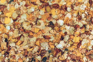 Top view of dry autumn leaves on the ground as fall season background