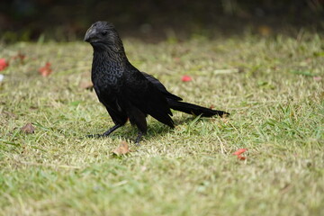 The smooth-billed ani (Crotophaga ani) is a large near passerine bird in the cuckoo family. Amazon rainforest, Brazil.